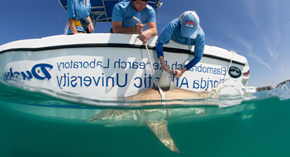 Two students lean over the side of a boat in the ocean and pull a black tip shark up to them using a rope. A female student is tagging the shark's fin.